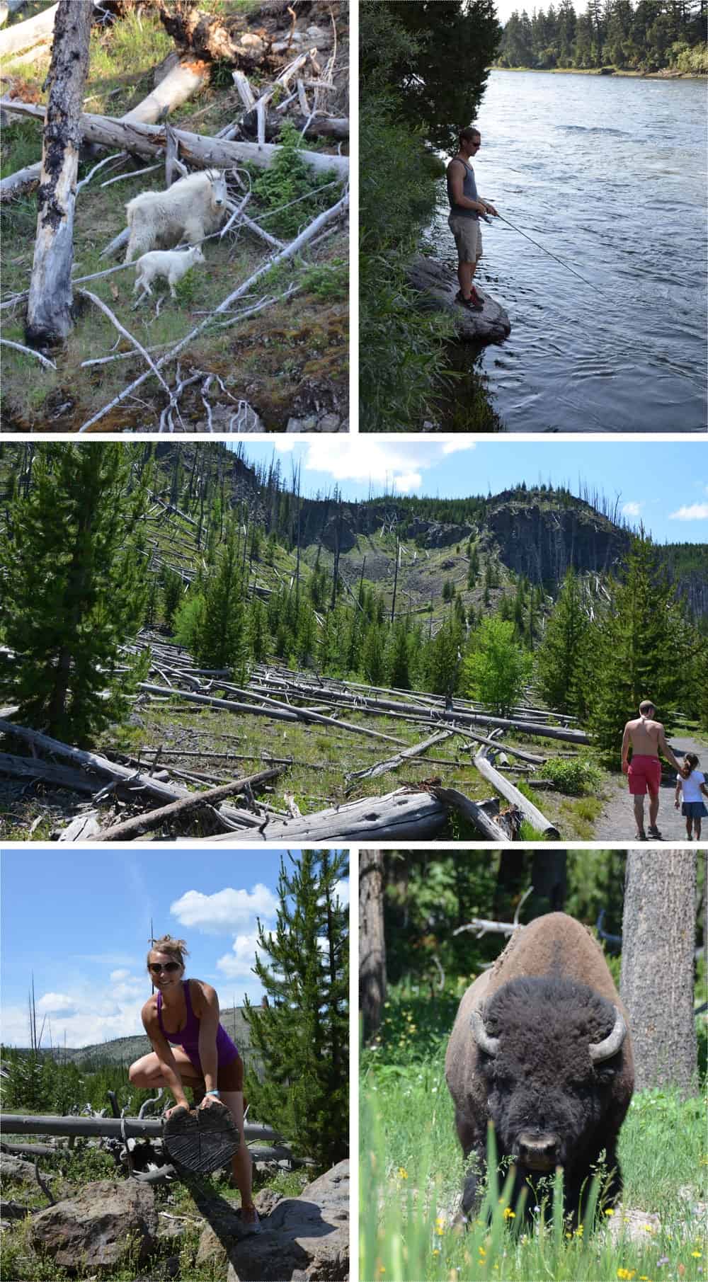 wildlife