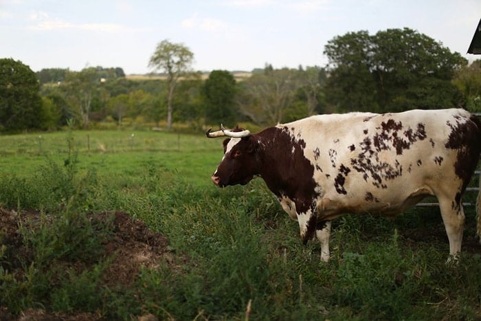 Do you live in the Twin Cities? You must check out The Pizza Farm in Stockholm, WI for a fun day trip filled with farm to table pizza! 