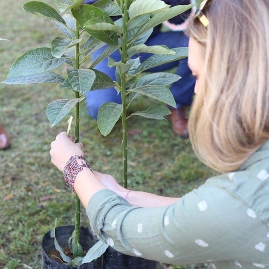 a woman is planting a tree in a pot.