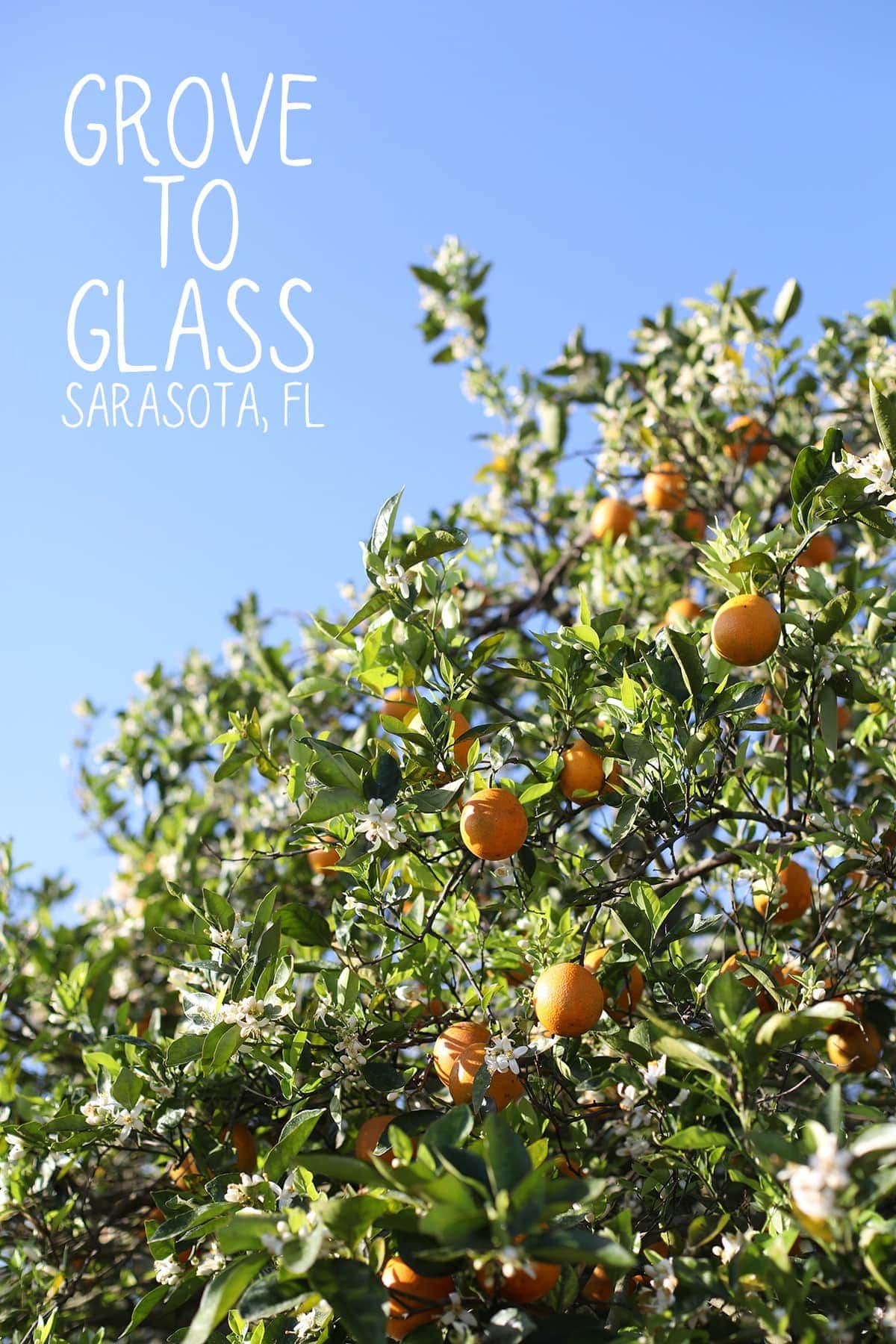 From the grove to glass -- recapping my tour with Tropicana on how oranges go from a whole fruit to juice! 
