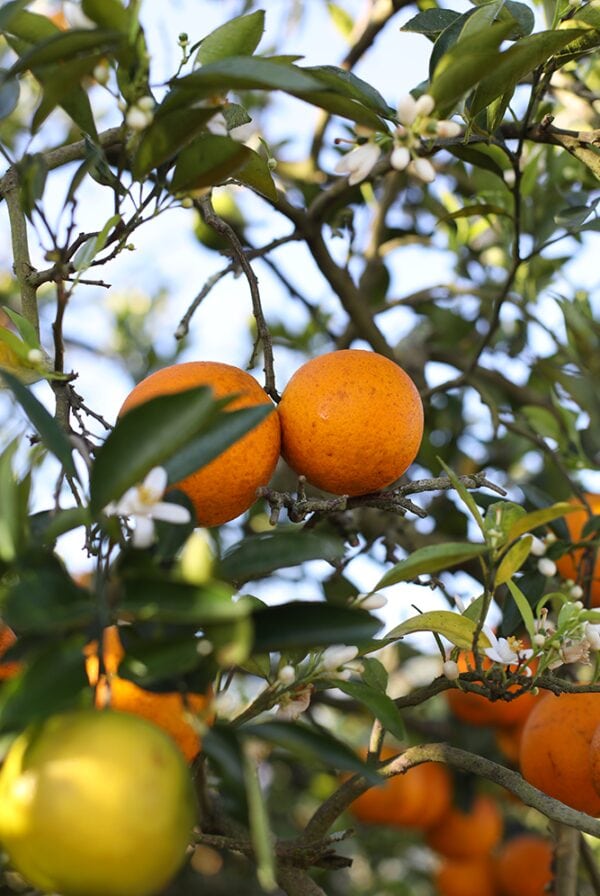 A grove of oranges on a tree.
