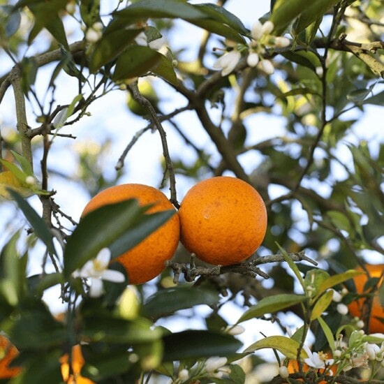 Two oranges in a grove.