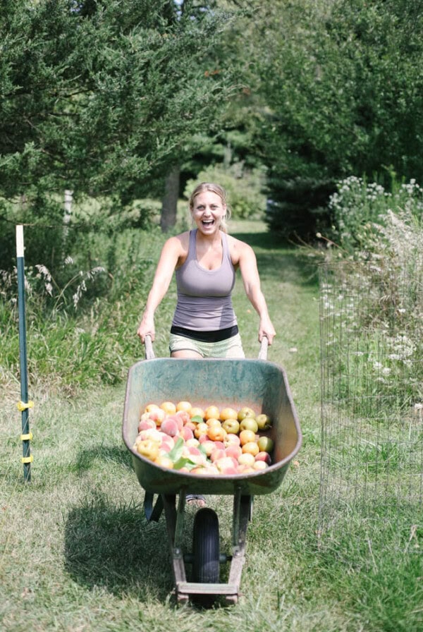 a woman harvesting peaches with a wheelbarrow.