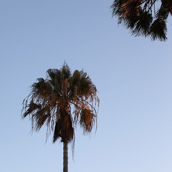 Two palm trees in front of a blue sky adorn the scenic landscape in Hermosa Beach, CA.