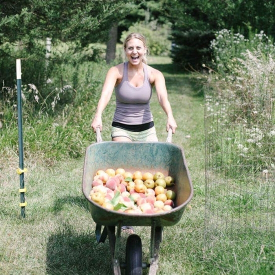 a woman pushing a wheelbarrow full of apples during peach harvest.