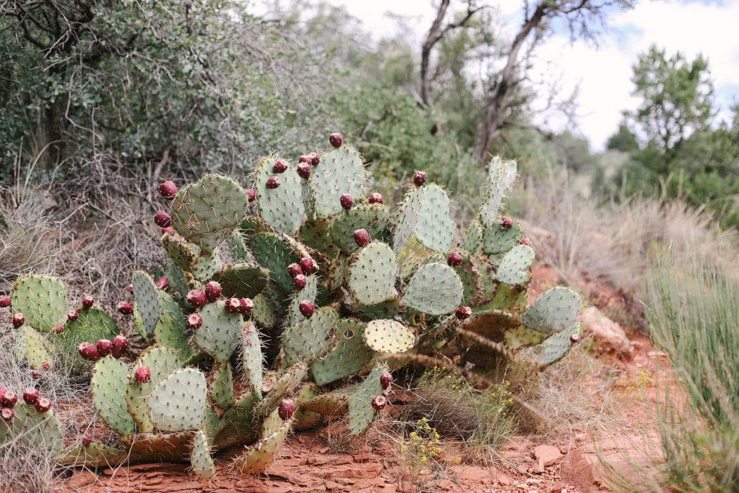 Read all about the surprise trip we took to Sedona, AZ! In this post I chat about where we stayed, what we hiked, and what we ate in and near Sedona, Arizona.