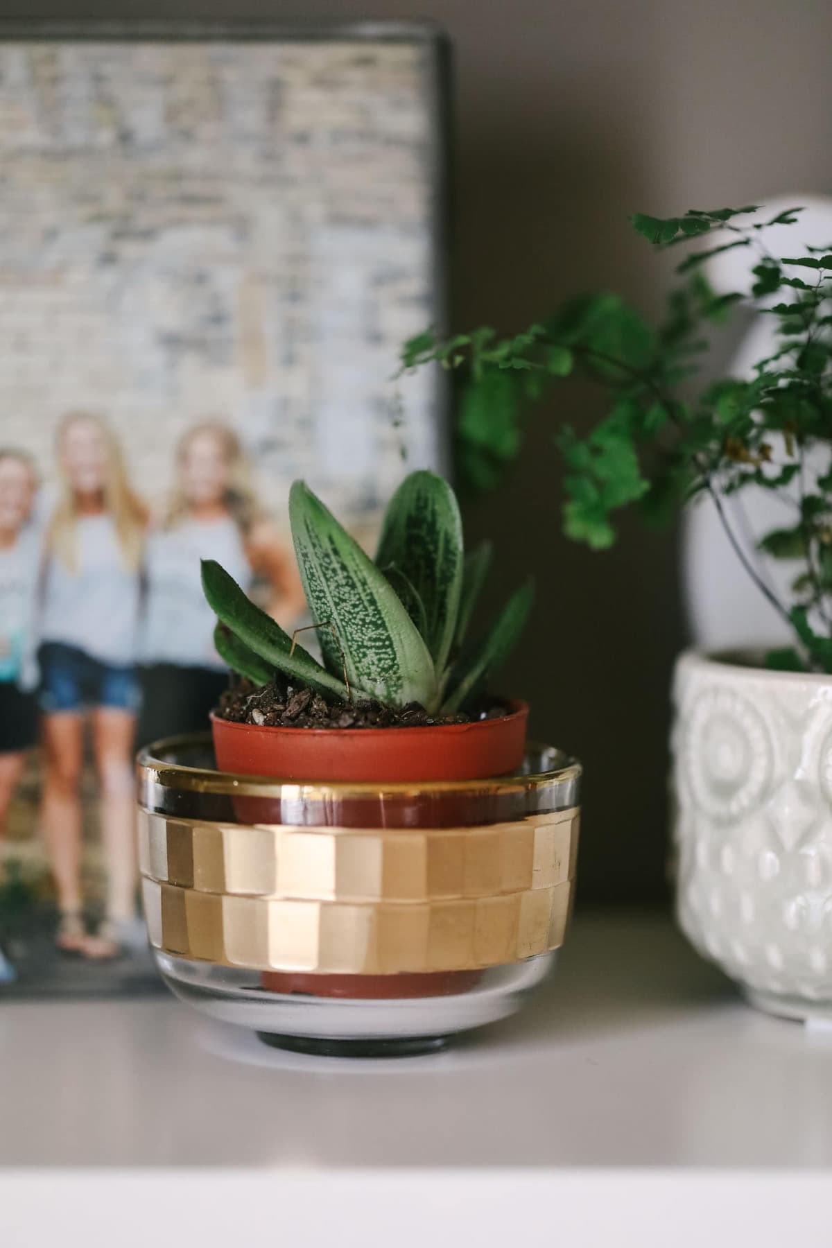 Plants make the world go round (literally) and I love them so much. Read all about the reasons why I love plants! In this post I also share which plants I have and how to take care of each one.