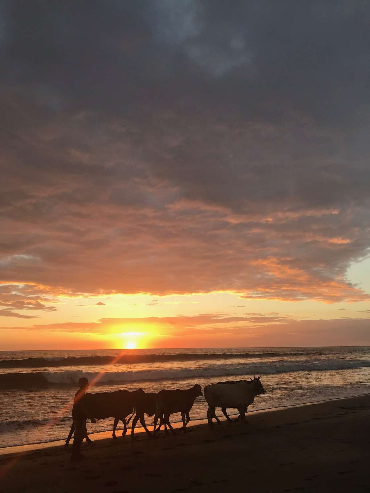 Cows on a beach. 