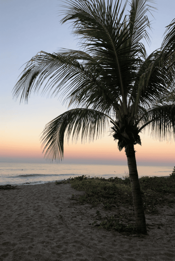 A beach in Nicaragua with a palm tree.