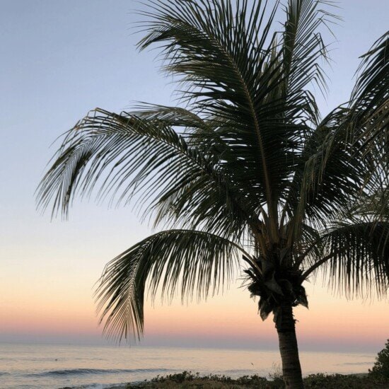 A palm tree sits on the beach in Nicaragua at sunset.