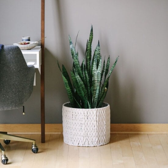 A snake plant in a pot near a desk, ideal for house decoration.
