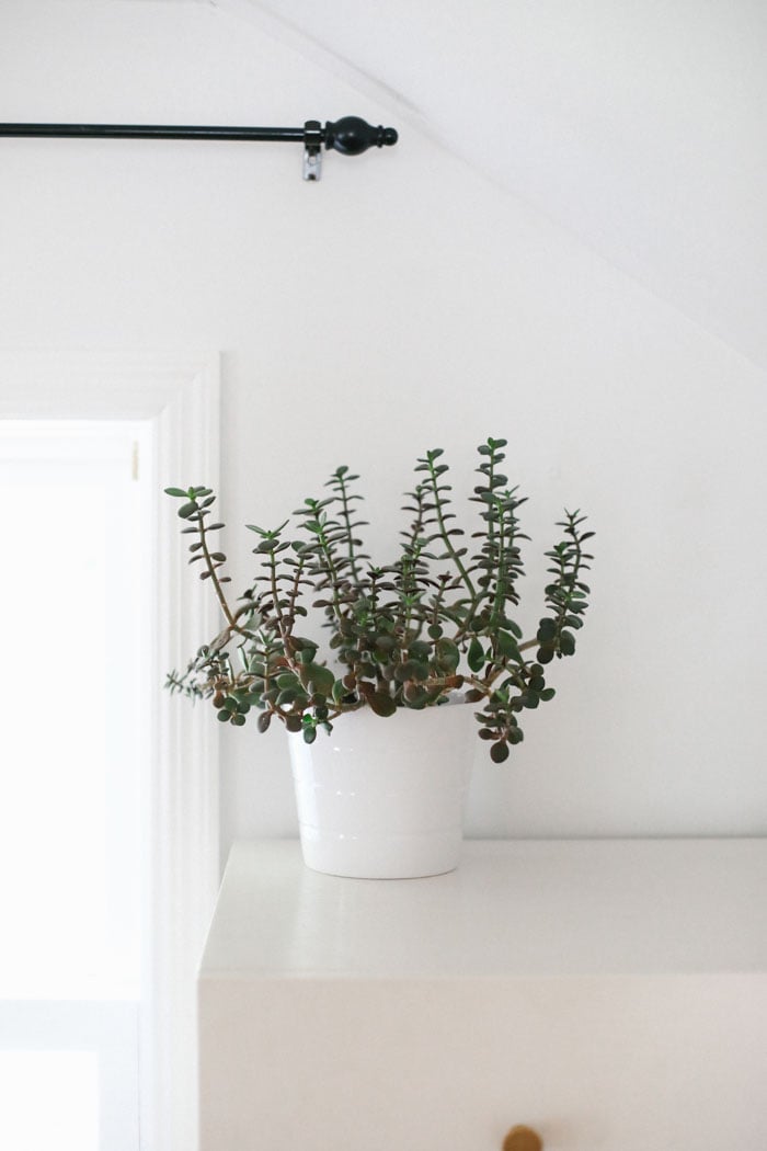 Jade Plant