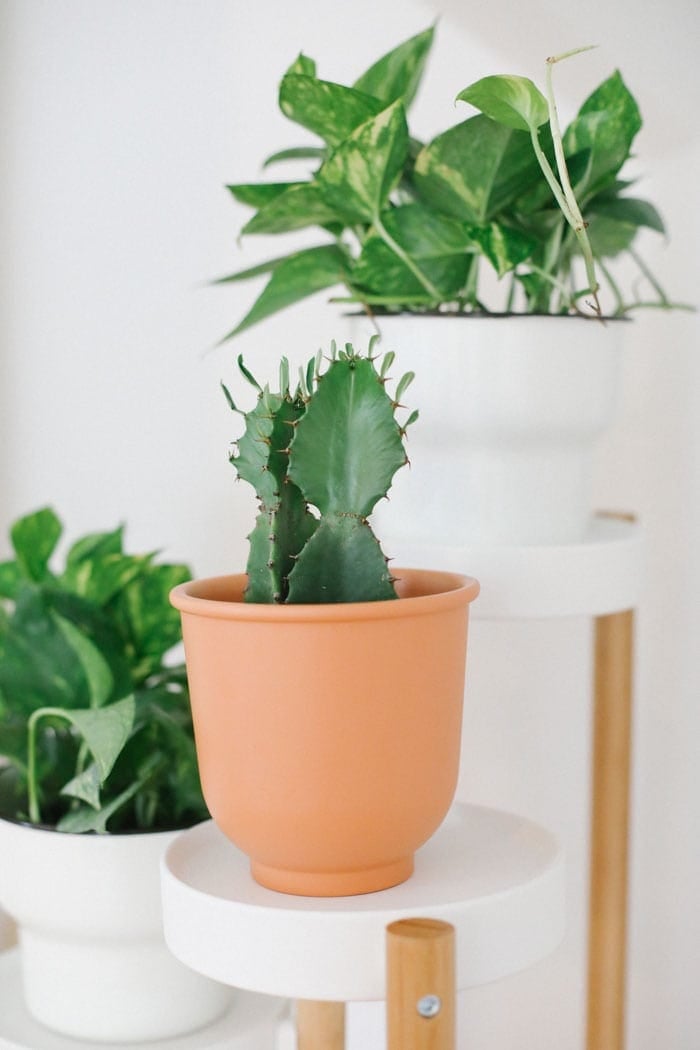 Best Indoor Plants  for Beginners  Fit Foodie Finds