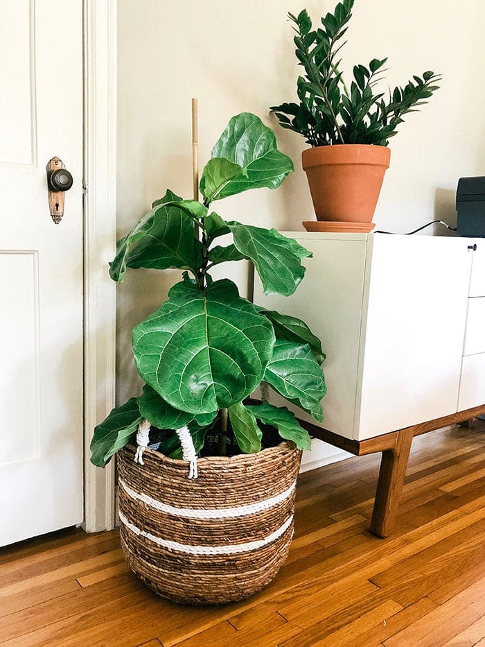 fiddle leaf fig