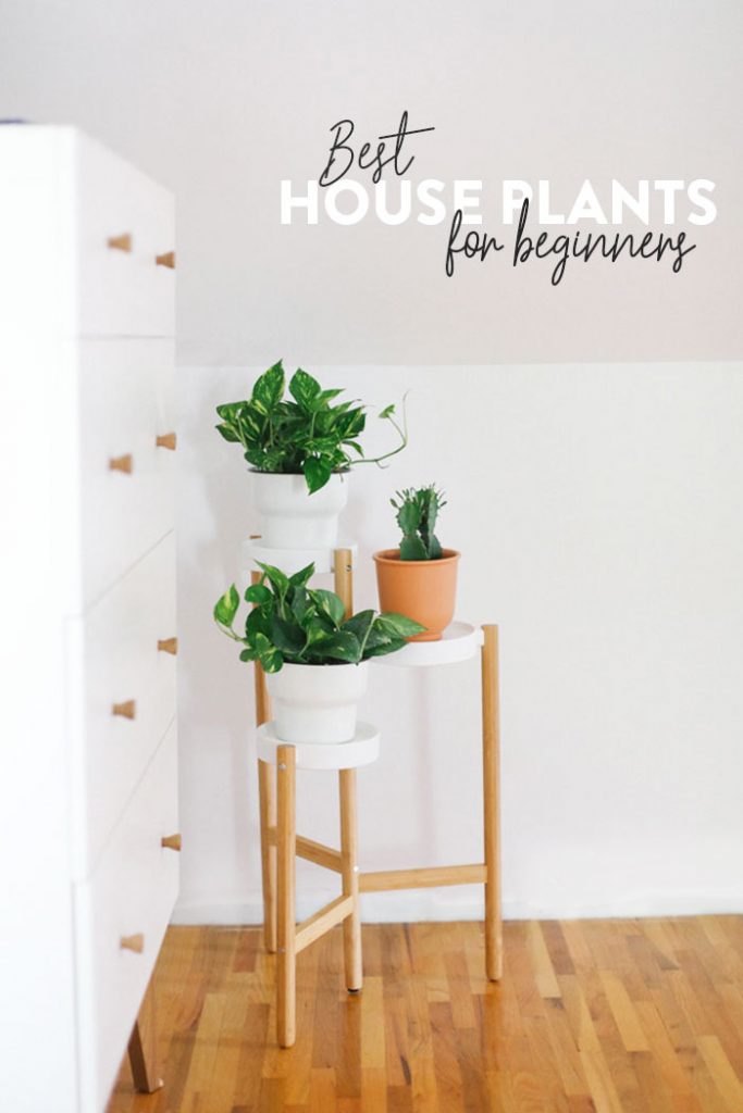 Best Indoor Plants For Beginners Fit Foodie Finds 0270