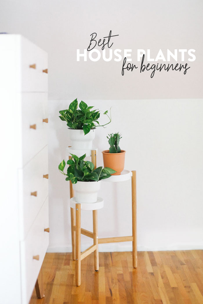 Best House Plants For Beginners