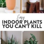 Easy indoor plants that are nearly impossible to kill.