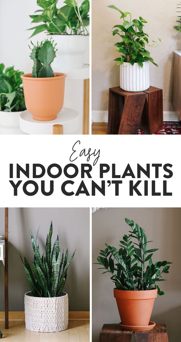 Best Indoor Plants For Beginners Fit Foodie Finds 8377