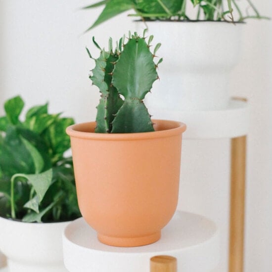 Three potted plants on a white shelf.