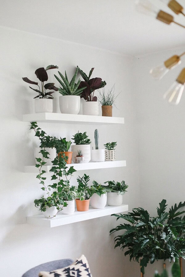 Looking to build a gorgeous, oxygen-filled plant wall in your home? This guide will teach you exactly how to do it. From how to space your shelves, to what plants to buy, we'll give you a step by step in building yourself an indoor living wall!