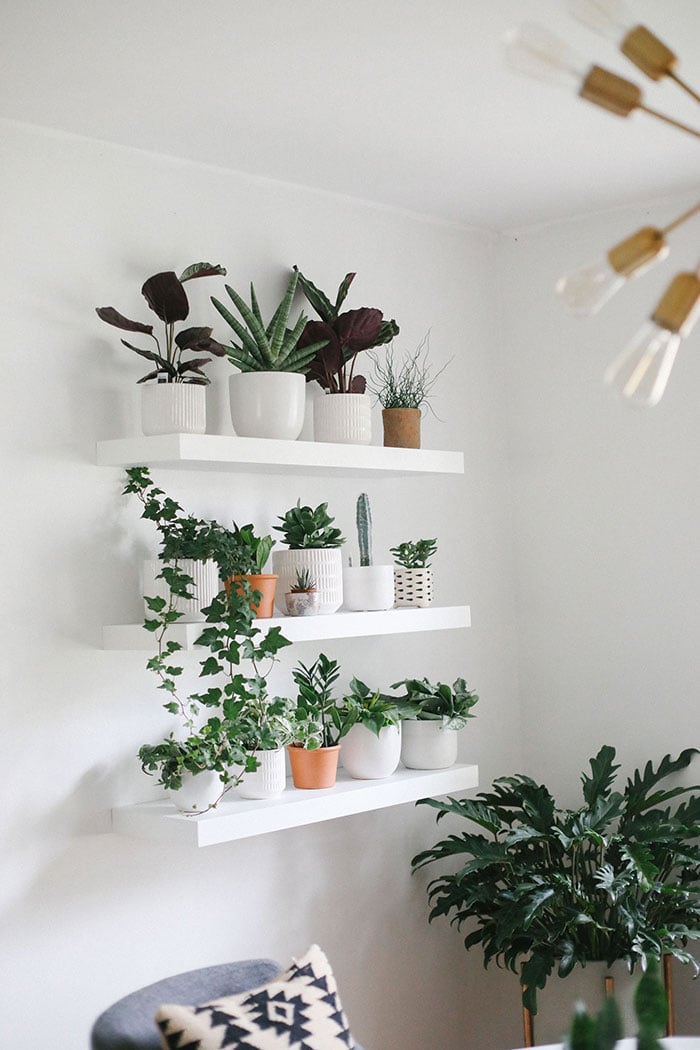 How to Build the Perfect Plant Wall - Fit Foodie Finds