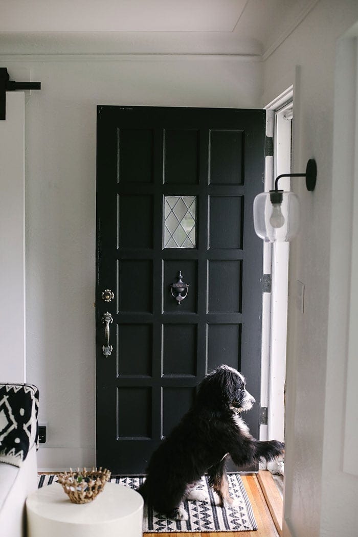 charcoal door with bernedoodle puppy