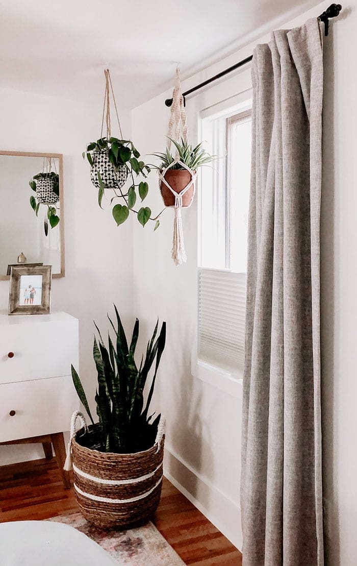 hanging plants near window
