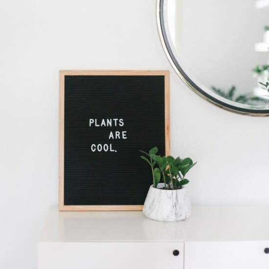 A blackboard displaying the phrase "plants make cool" embraces fit foodie finds.