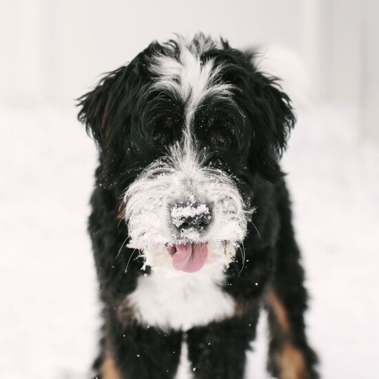 A foodie dog standing in the snow.